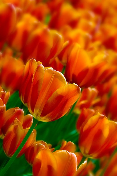 tulipani2010_06.jpg