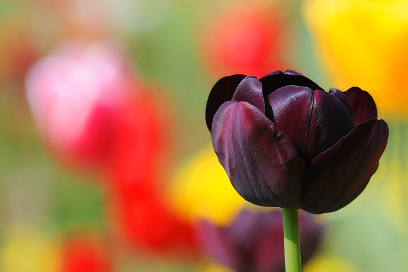 tulipani2010_08.jpg