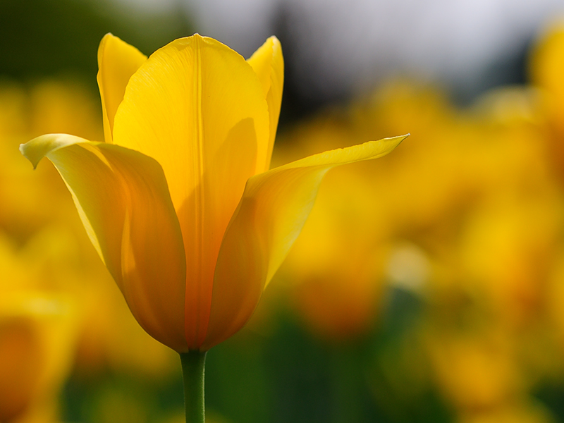 tulipani2010_09a.jpg