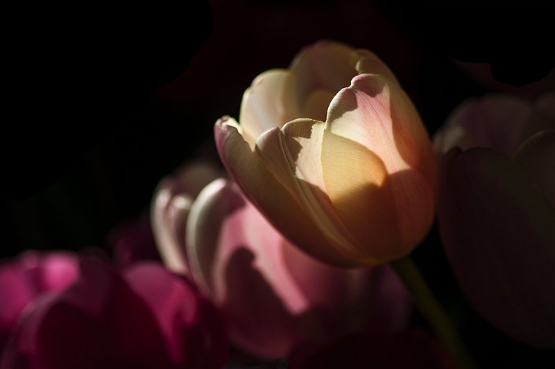 tulipani_casa02.jpg