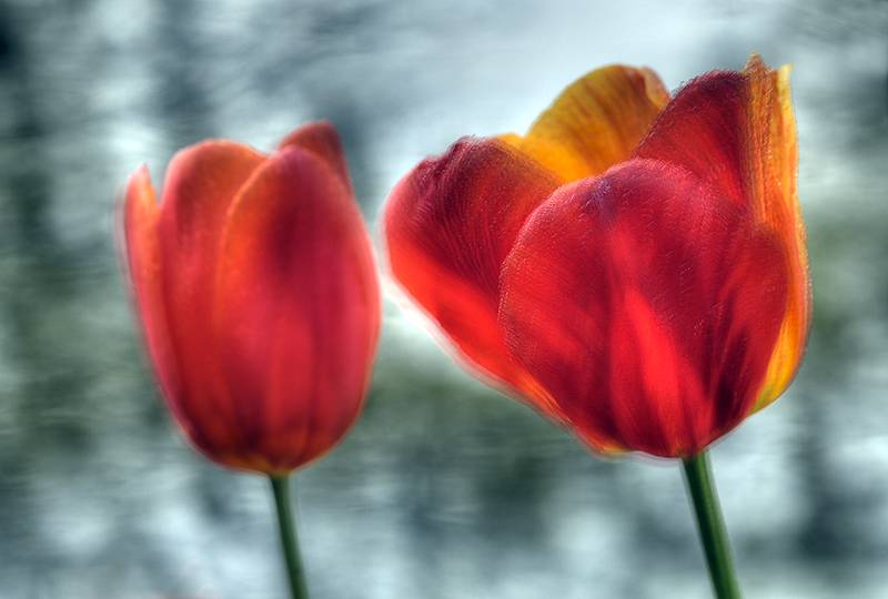 tulipani_mossi.jpg