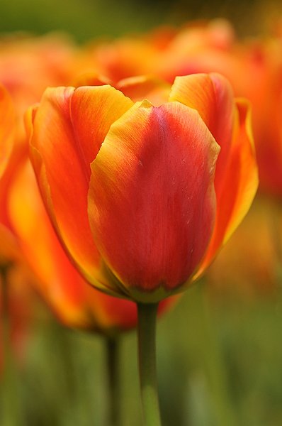 tulipano2010_01.jpg