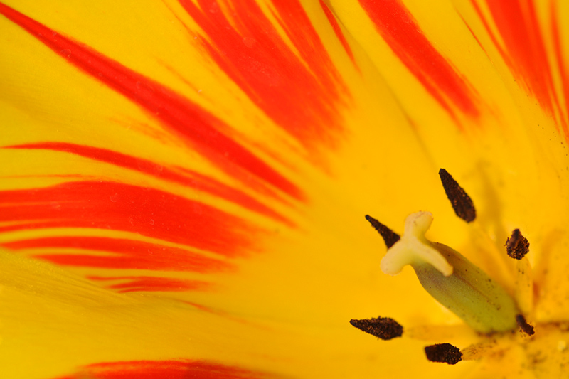tulipano2010_02.jpg
