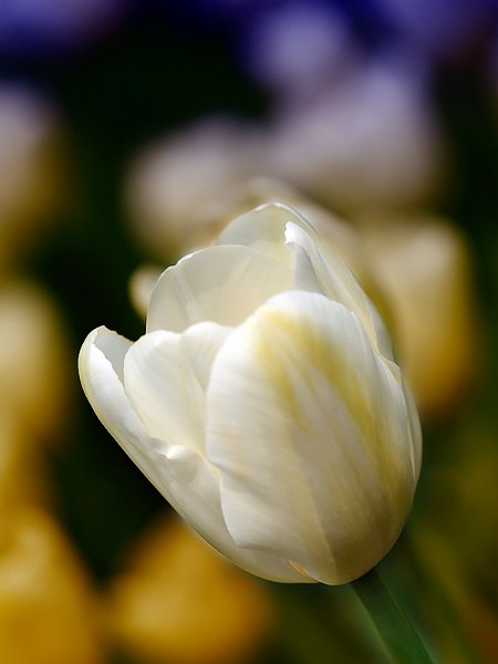 tulipano2010_03.jpg