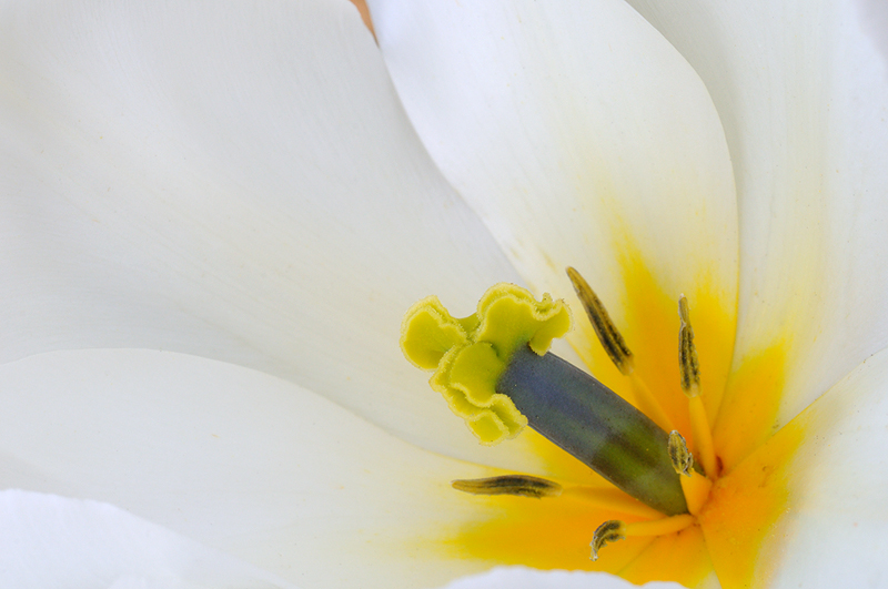 tulipano2010_07_a.jpg