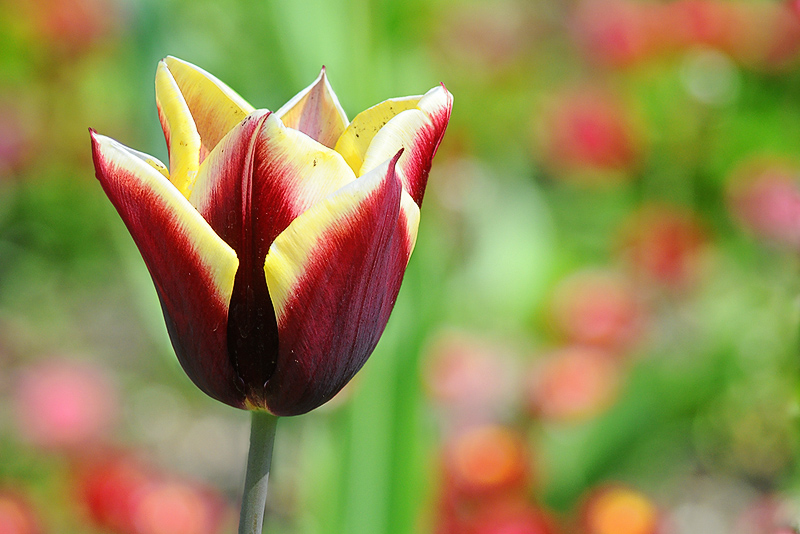 tulipano2010_09_a.jpg