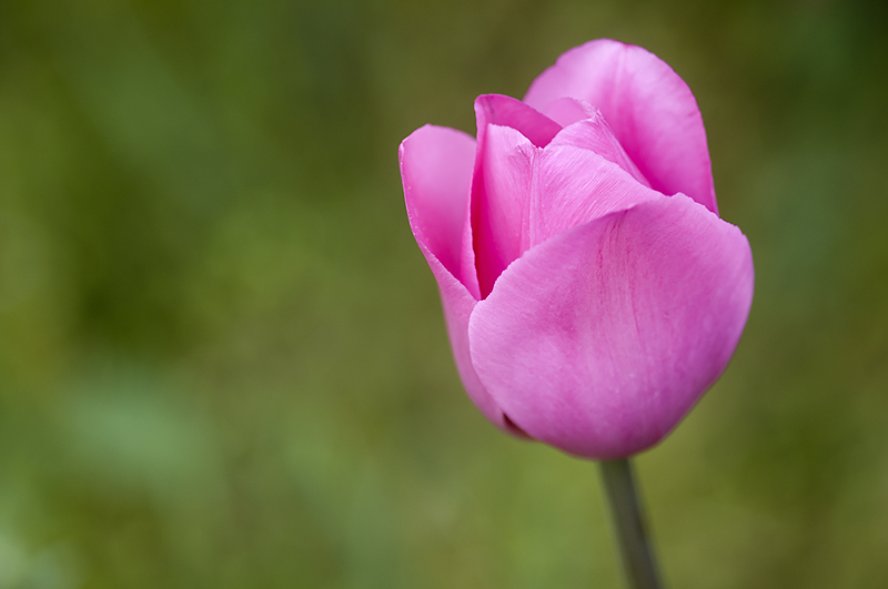 tulipano2010_11.jpg
