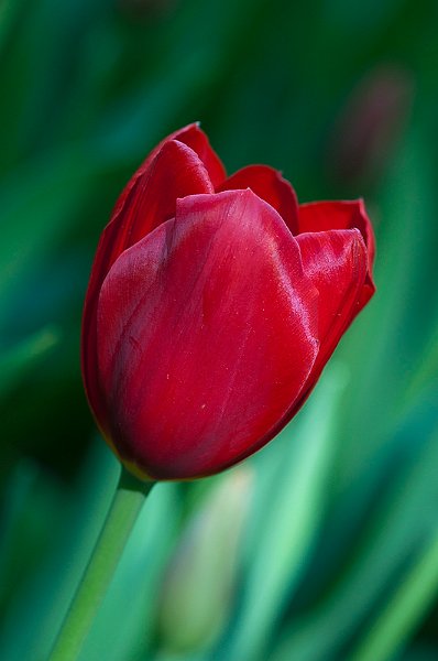 tulipano2010_12.jpg
