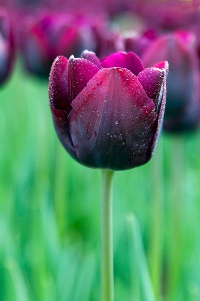 tulipano2010_13.jpg