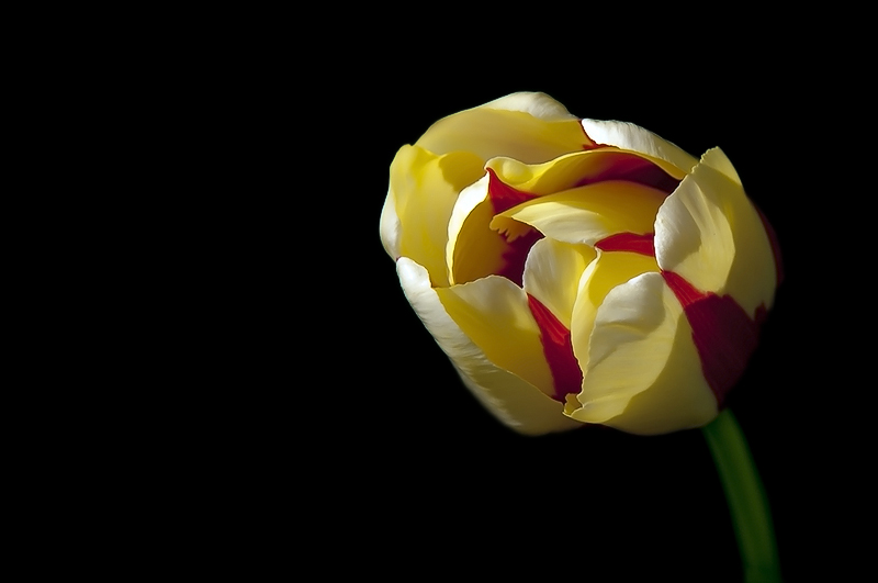tulipano2010_14a.jpg