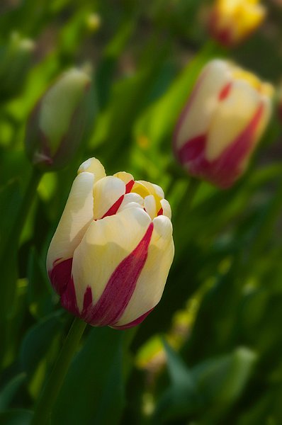 tulipano2010_15.jpg