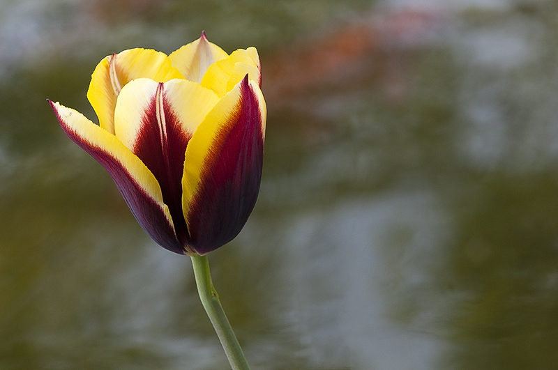 tulipano2010_16.jpg