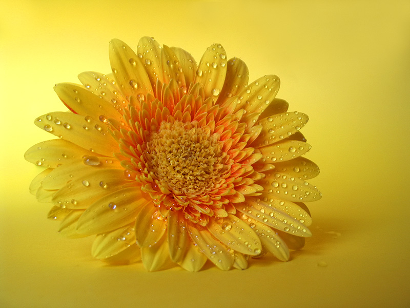 yellow2.jpg