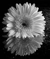 gerbera_bianca_bn