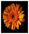 gerbera_gialla02