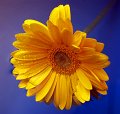 gerbera_gialla1