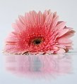 gerbera_rosa01