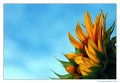 girasole06