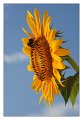 girasole07
