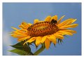 girasole07oriz