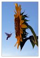 girasole08