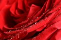 rosa_gocce