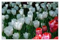 tulipani01