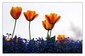 tulipani07