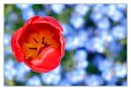 tulipano07