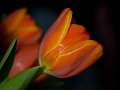 tulipano_casa01a