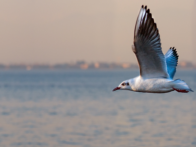 gabbiano_in_volo06.jpg