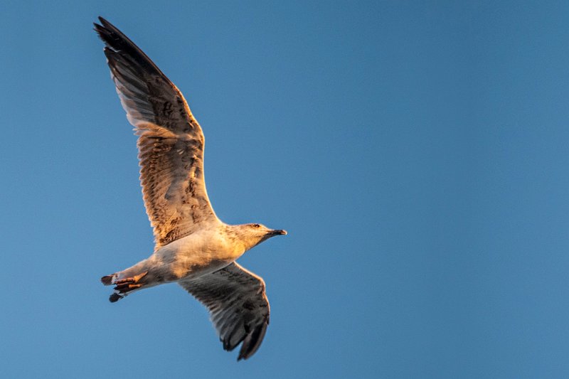 gabbiano_in_volo12.jpg