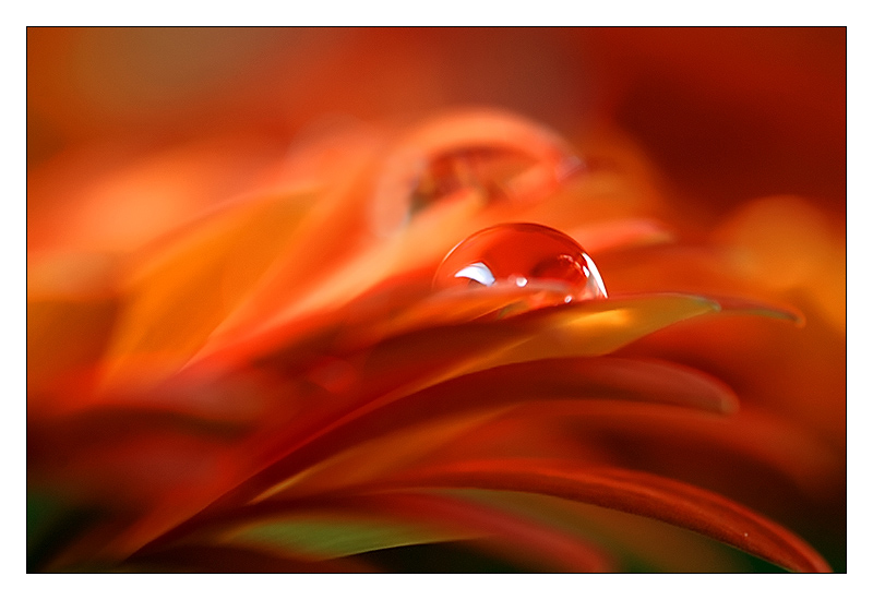 arancio_verde_a.jpg