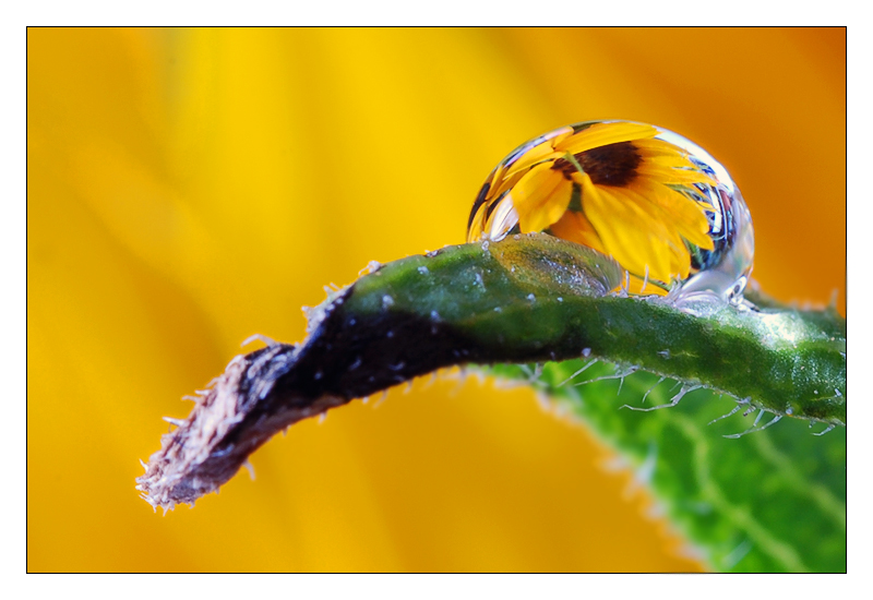 girasole.jpg