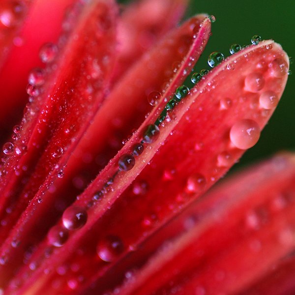 petali.jpg