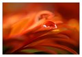 arancio_verde_a