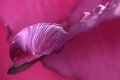 goccia_rosa