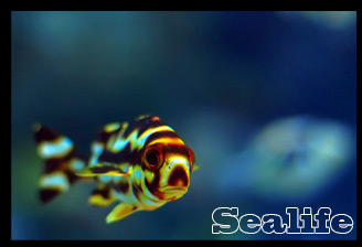 Sealife