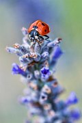 coccinella-su-lavanda01