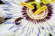 coccinella-su-passiflora