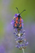 farfalla-lavanda36