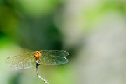 libellula021