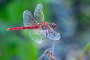 libellula025