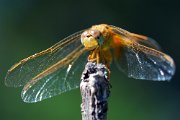 libellula_camargue02