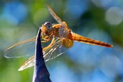 libellula_camargue03