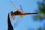 libellula_camargue04