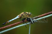 libellula_camargue05