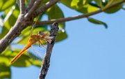 libellula_camargue06