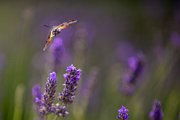 macroglossa-lavanda02