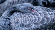 bru-cigno-nero03